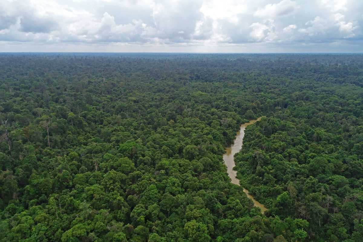 hutan harapan background